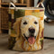 Sunny Pup Laundry Basket